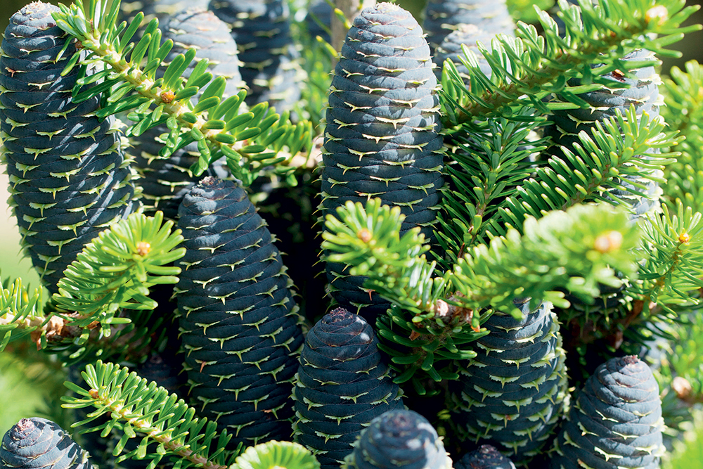 Abies koreana