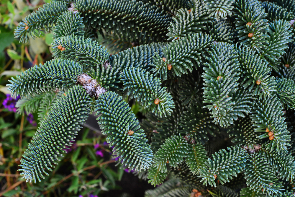 Abies pinsapo Glauca