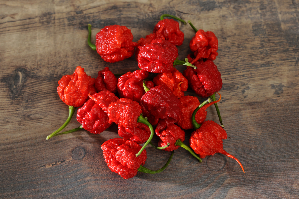 Carolina Reaper