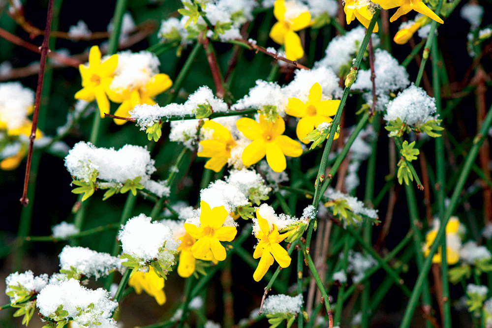 Jasminum nudiflorum