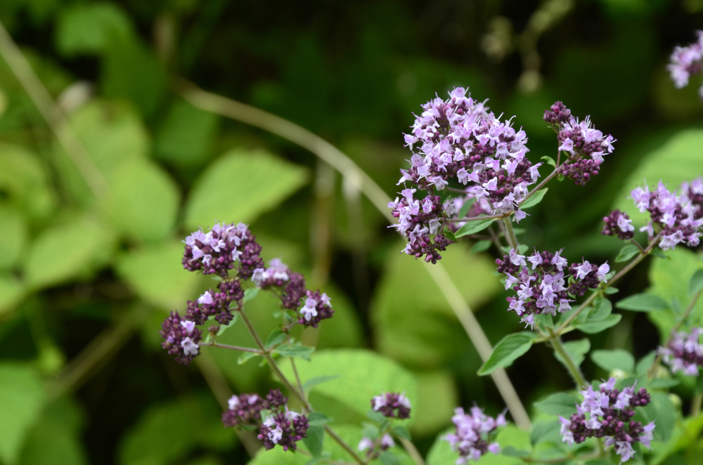 Oregano