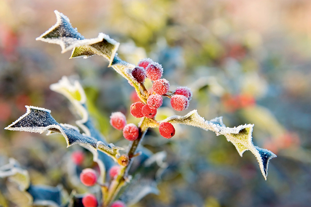 Ilex aquifolium