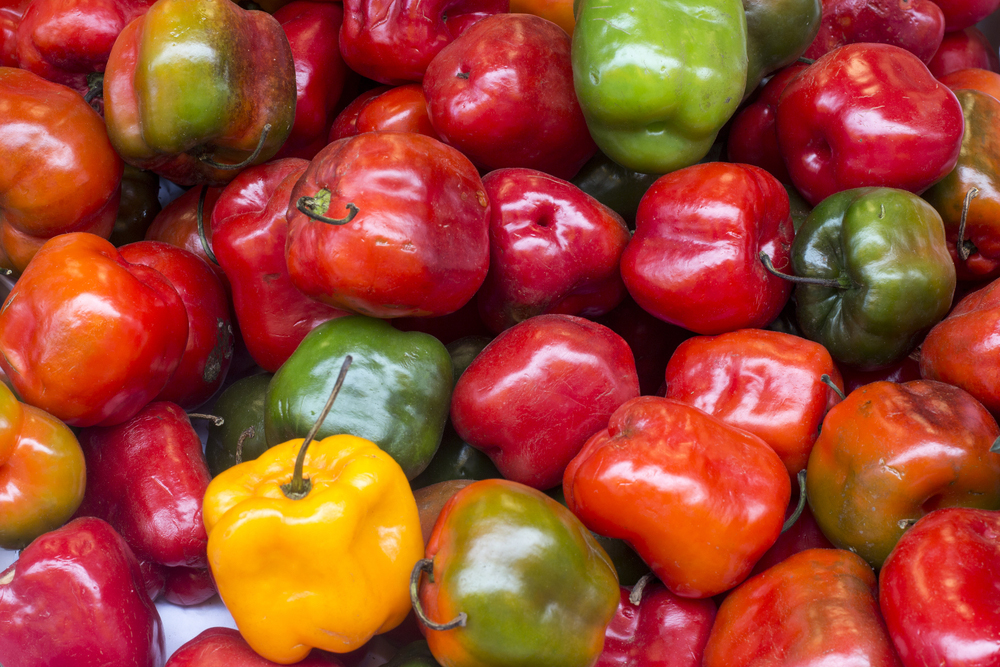 Paprika páperistá, rocoto