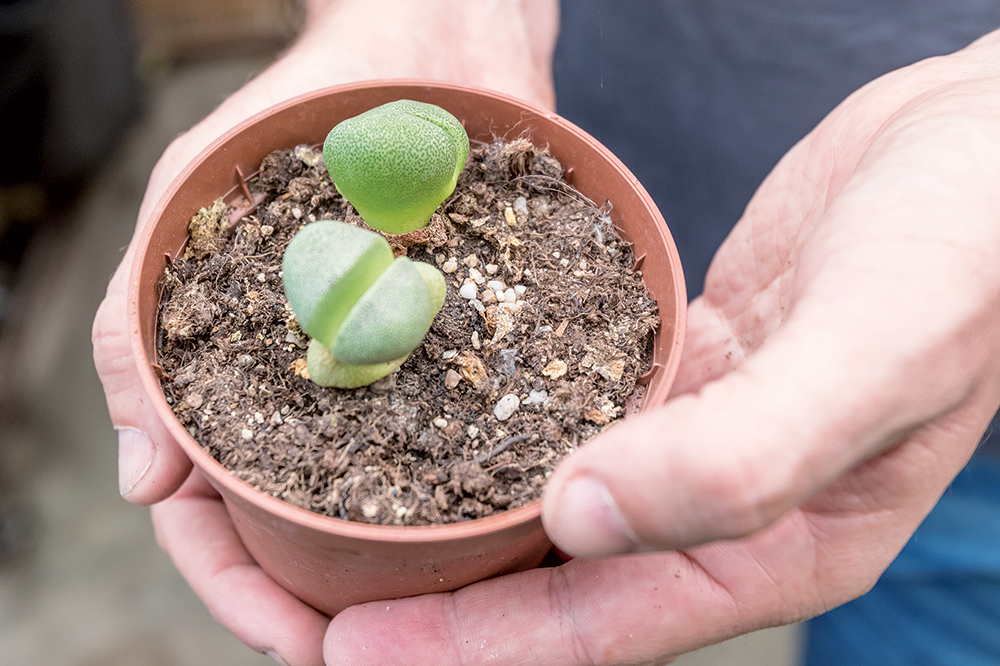 Sukulent Lithops