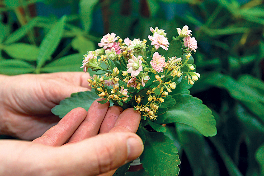 Kvety kalanchoe