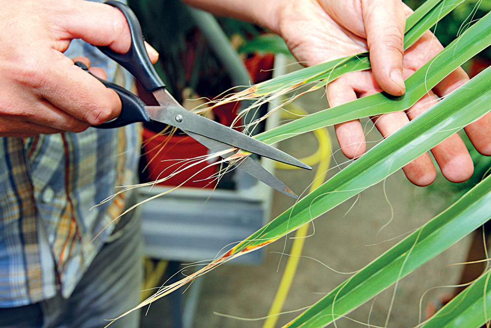 Rozstrapkané konce listov na palme