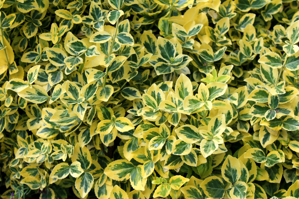 Euonymus fortunei Emerald gold