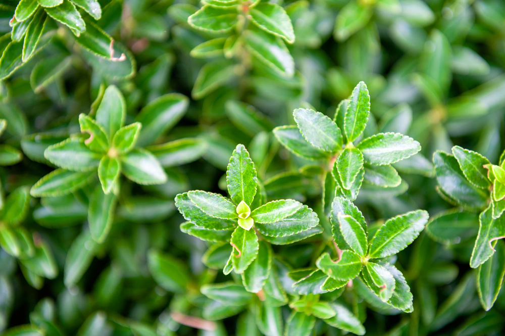 Euonymus japonicus Microphyllus