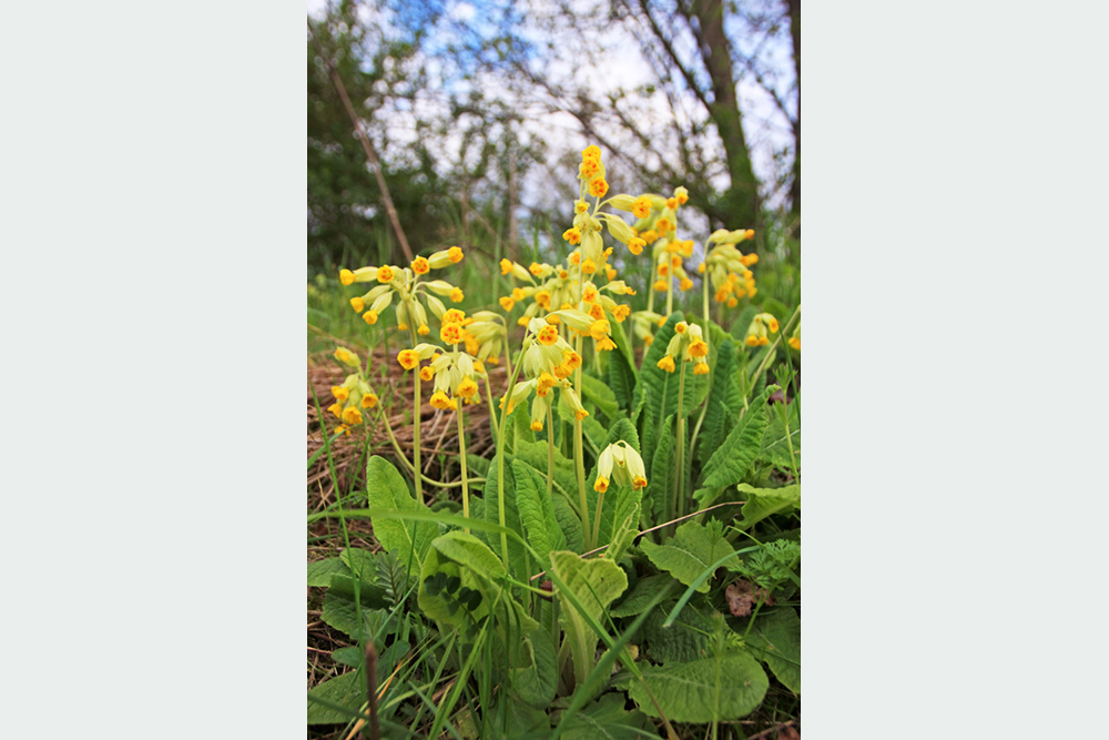 Prvosienka Primula veris