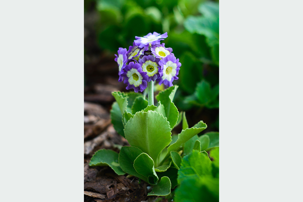 Prvosienka Primula auricula