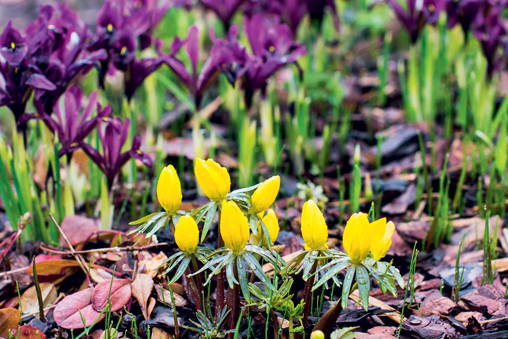 Eranthis a Iris resticulata