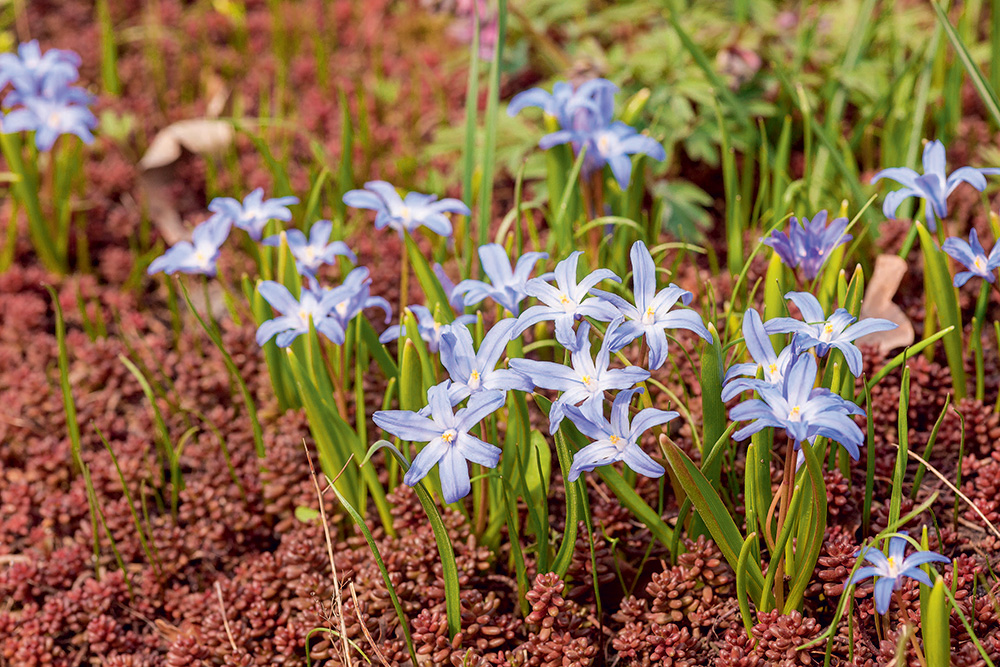 Chionodoxa a Sedum