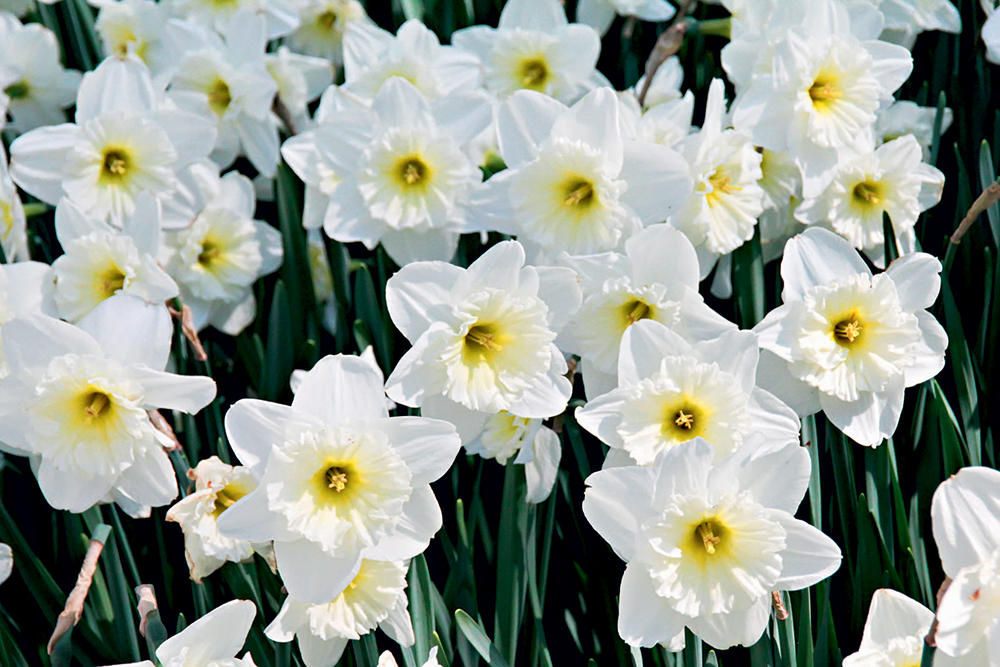 Narcissus Mount Hood