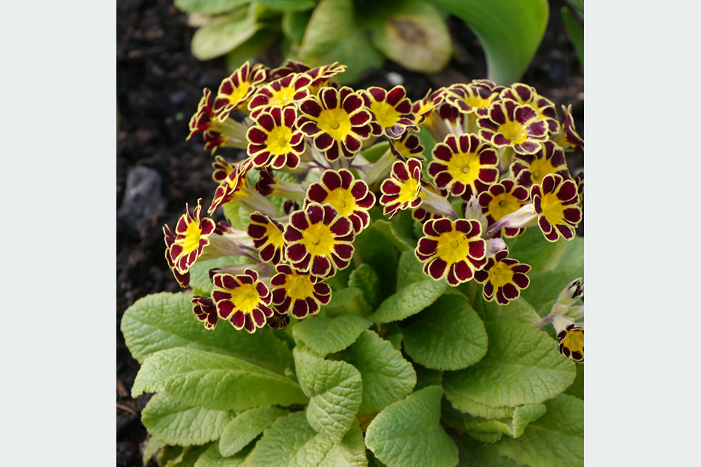 Prvosienka Primula elatior