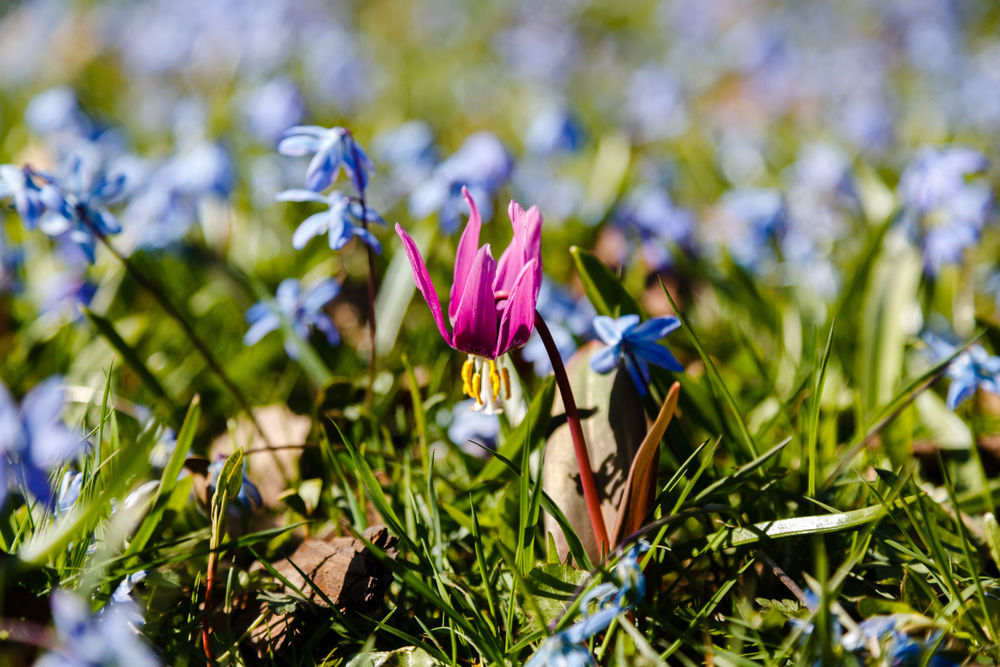 Erythronium a Scilla