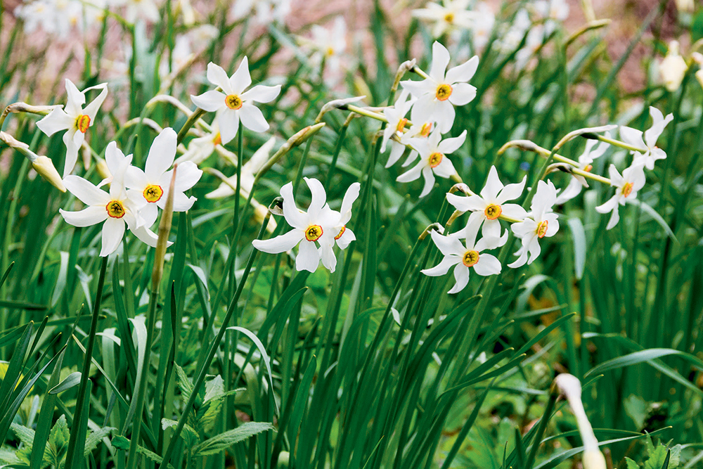 Narcissus poeticus