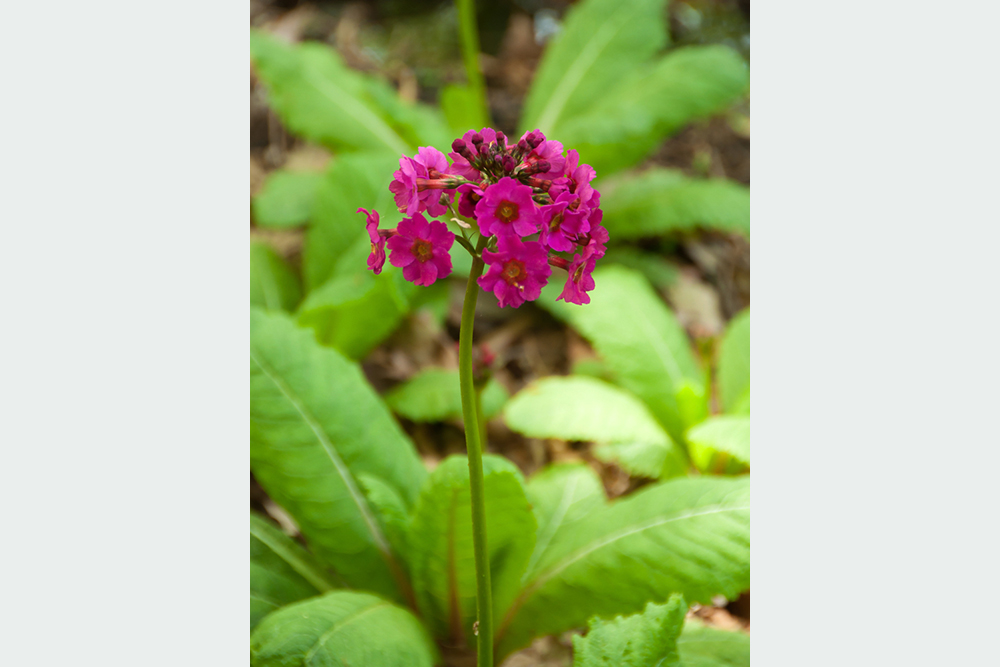 Prvosienka Primula japonica