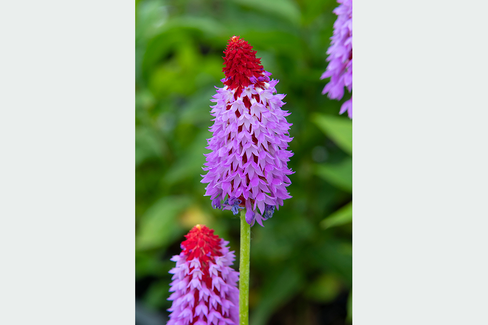 Prvosienka Primula vialii