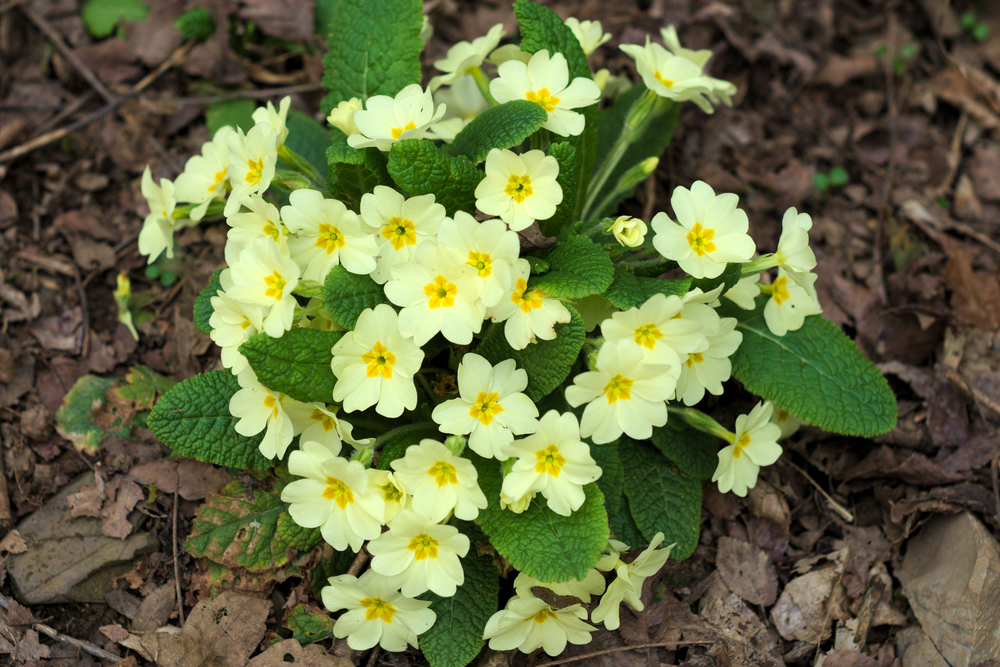 Prvosienka Primula acaulis (syn. P. vulgaris)