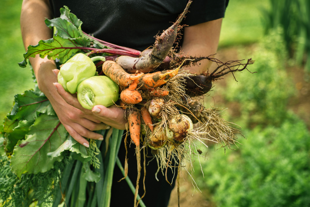 Úroda zo záhrady v rukách farmárky, mrkva, cvikla, cibuľa, paprika