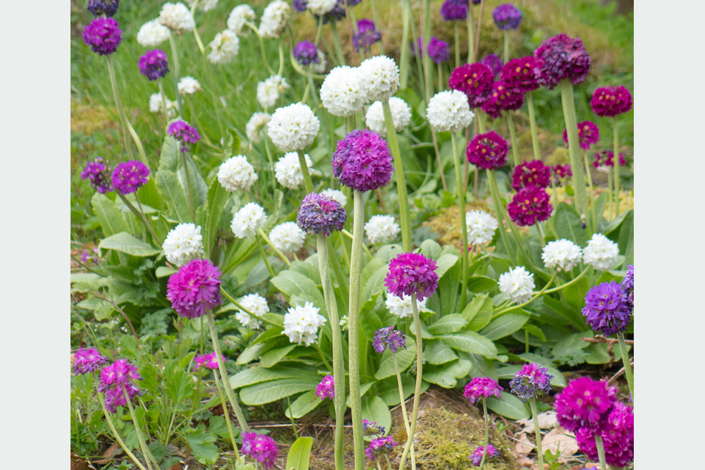 Prvosienka Primula denticulata