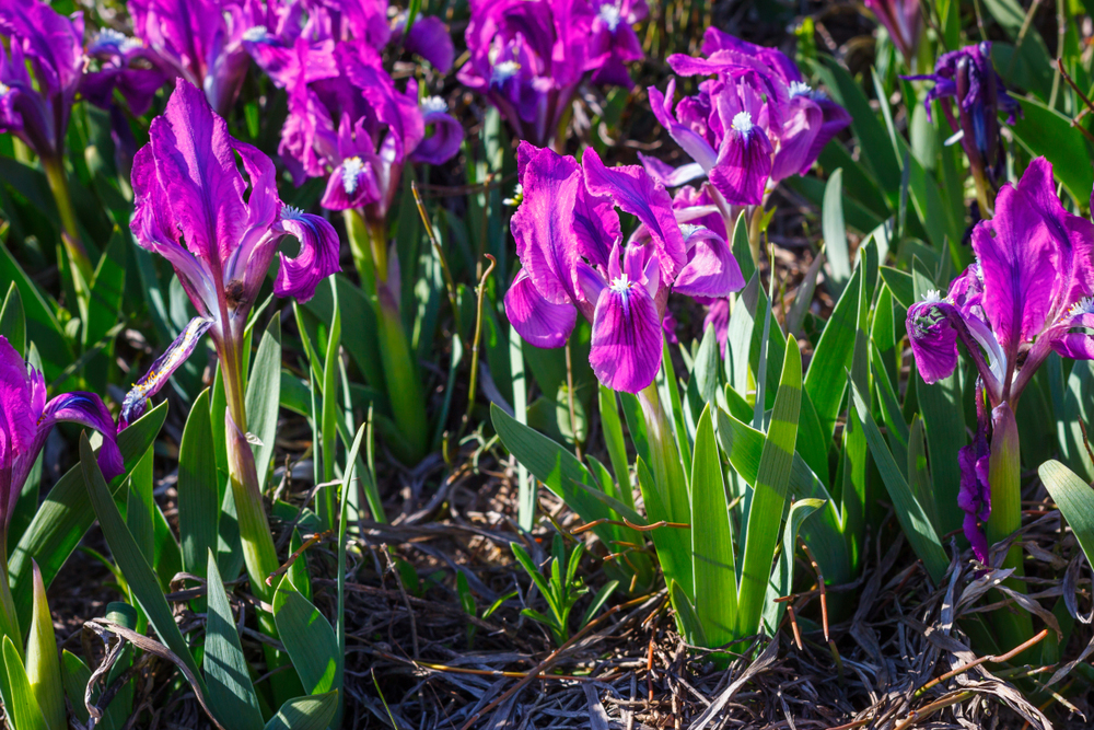 Iris pumila