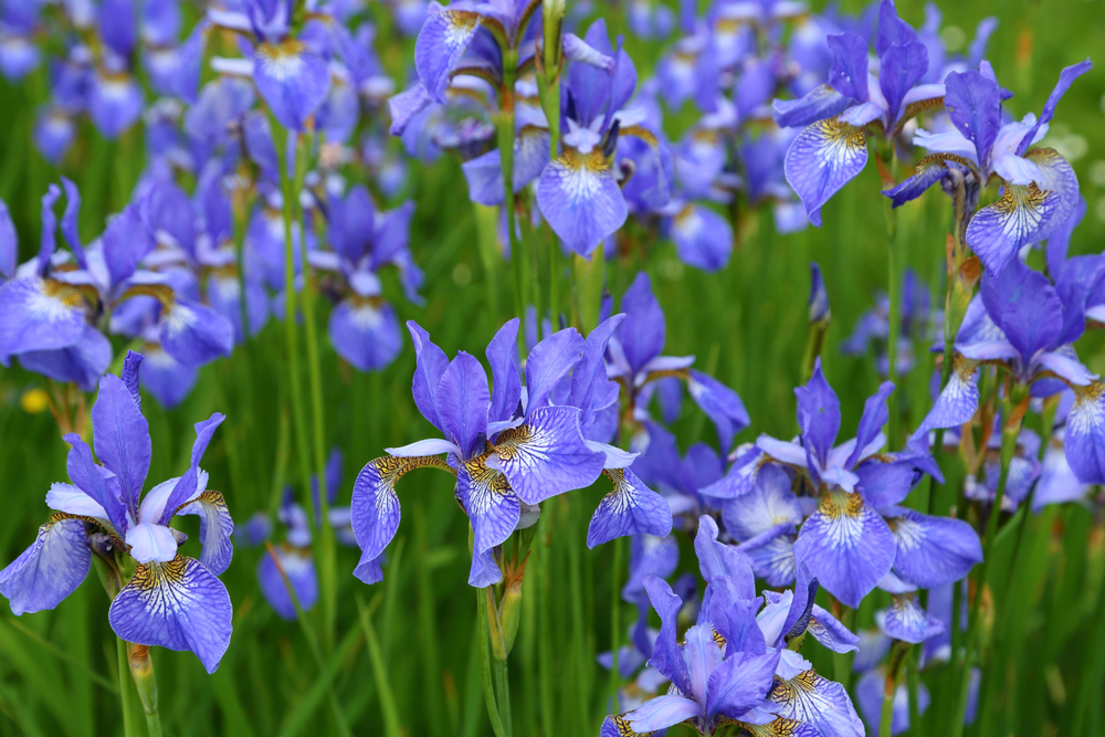 Iris sibirica