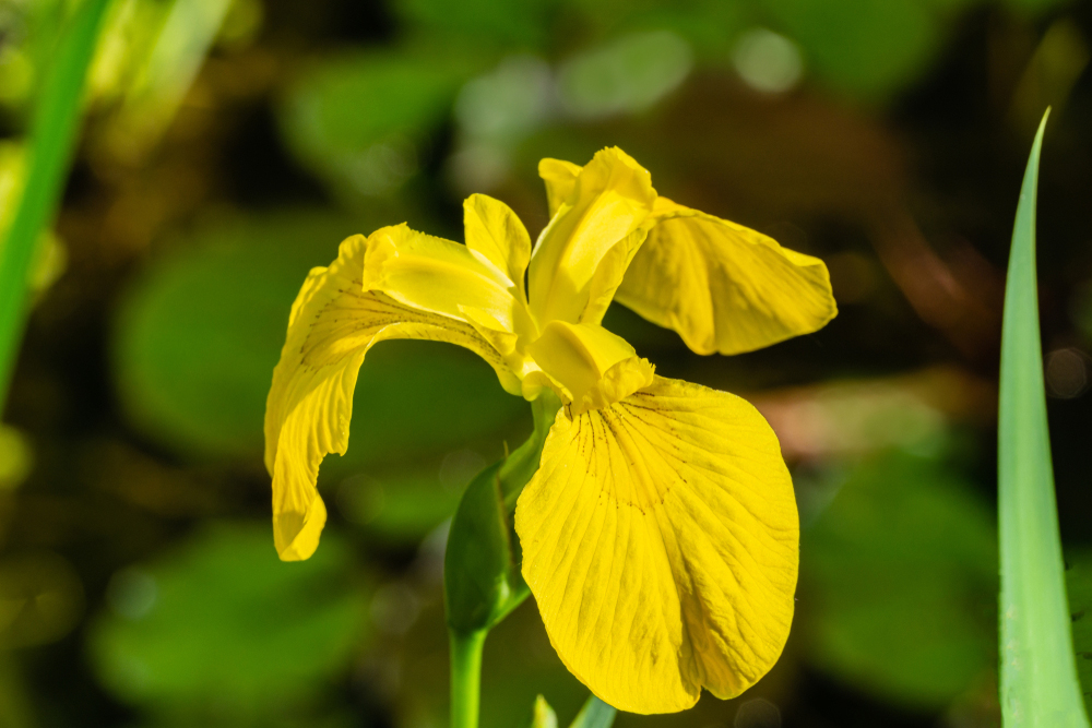 Iris pseudacorus