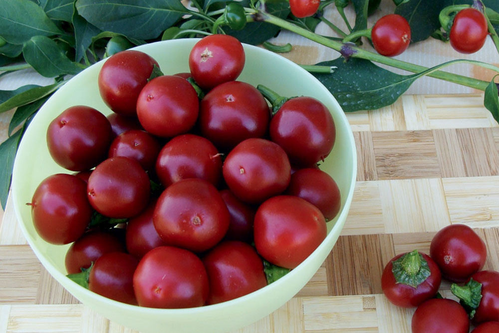 Paprika, odroda Korál