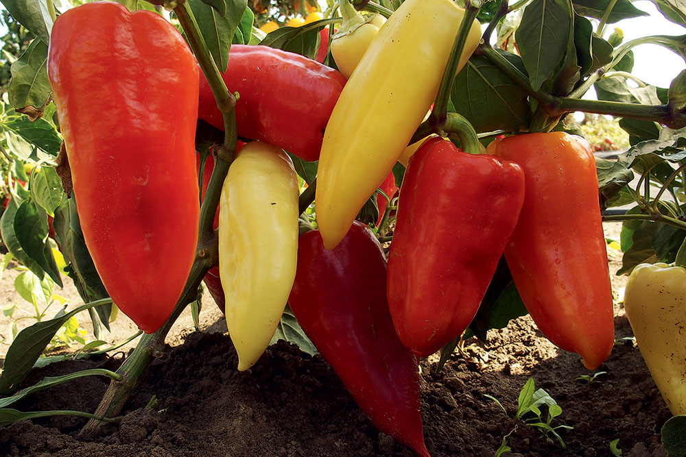 Paprika, odroda Monanta