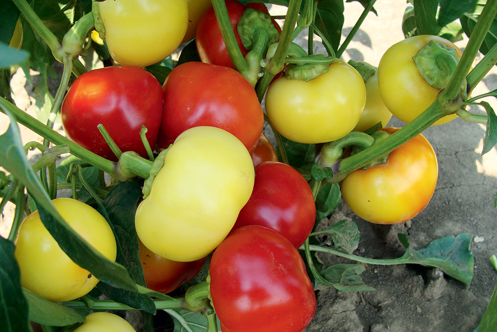 Paprika, odroda Ontara