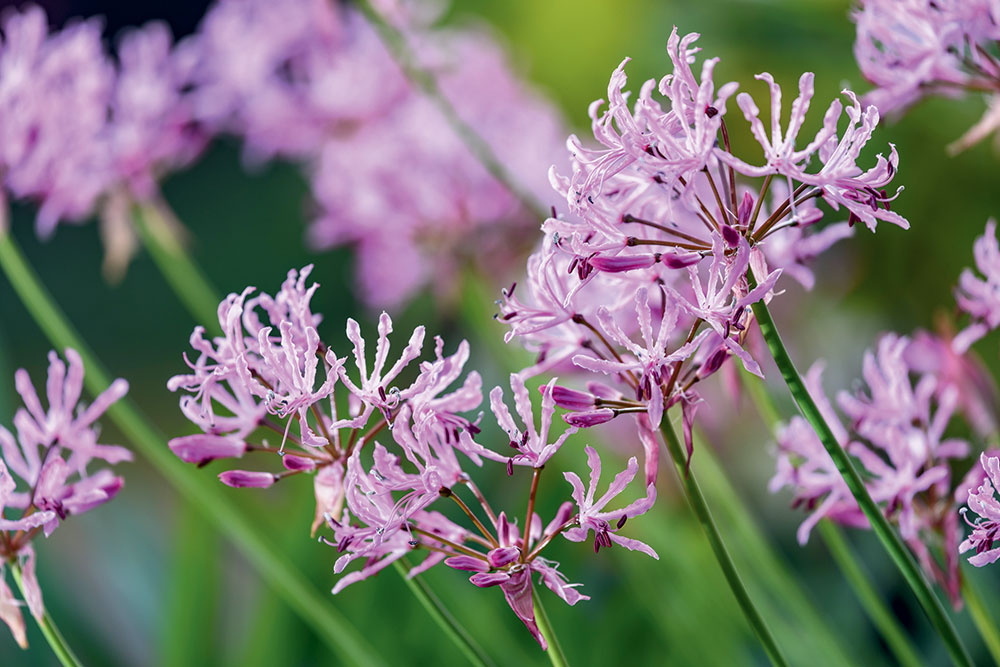 Nerine