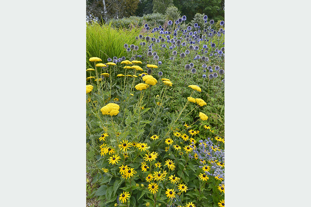 Rudbekia, echinops, rebríček, kotúč