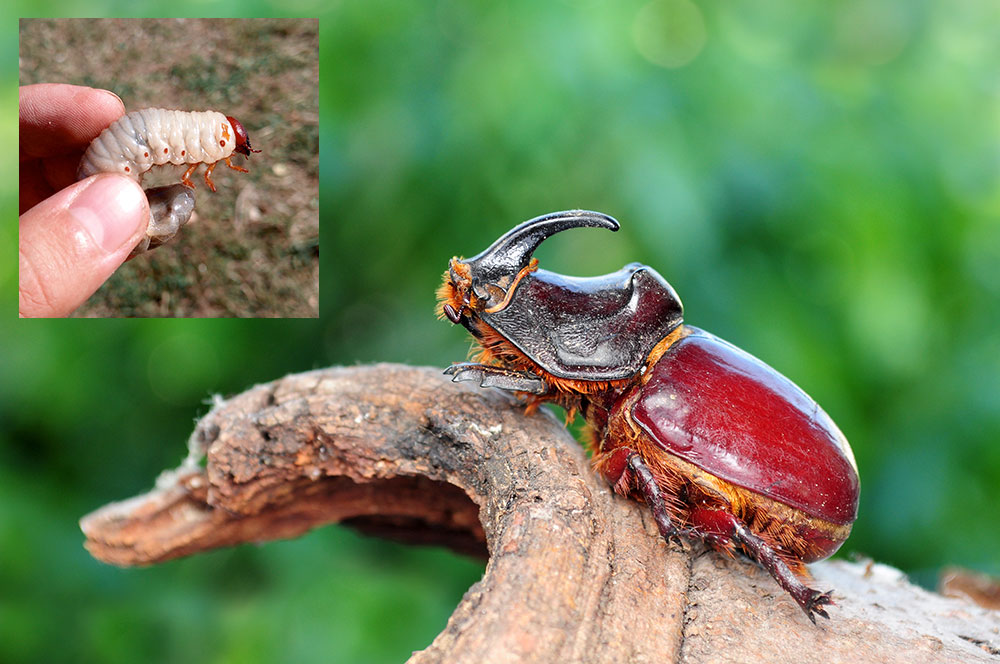 Nosorožtek a larva nosorožteka