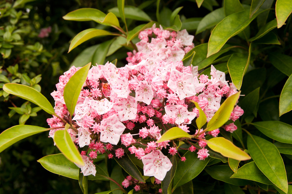 Kalmia