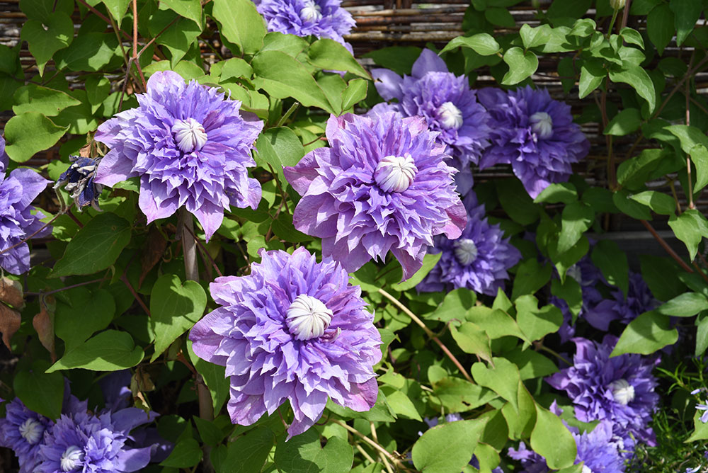 Clematis Multiblue