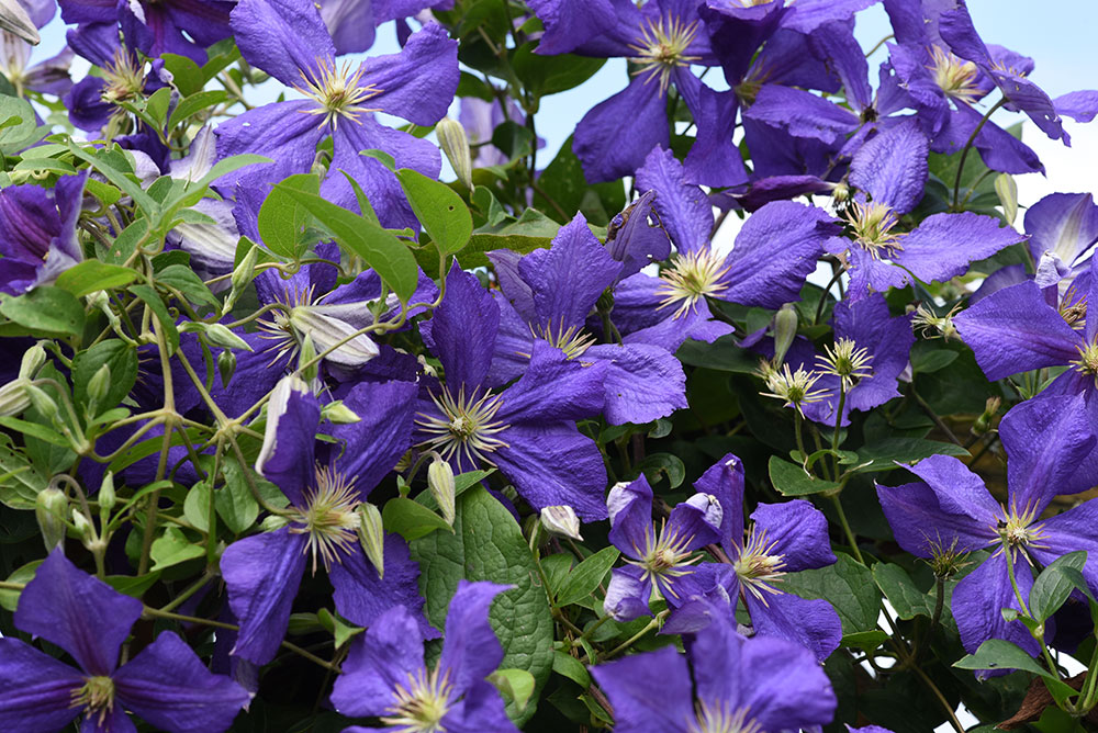 Clematis Jackmanii