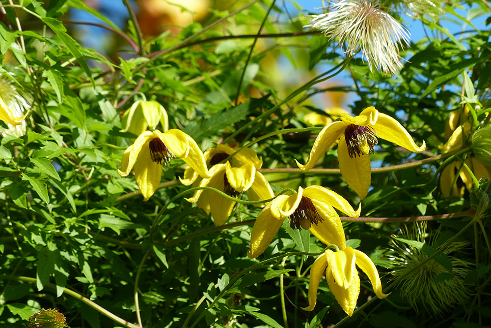 Clematis tangutica