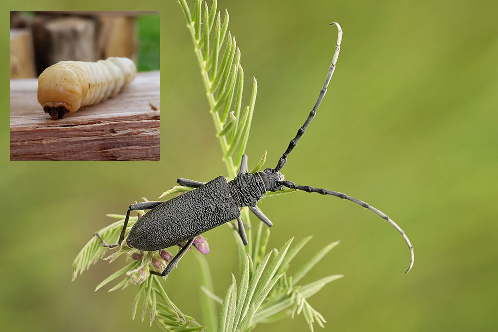 Fúzač a jeho larva