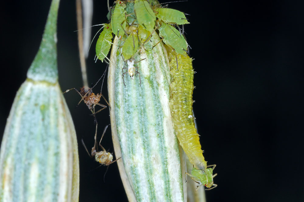 Larva pestrice a vošky