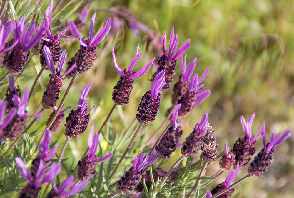 Lavandula stoechas