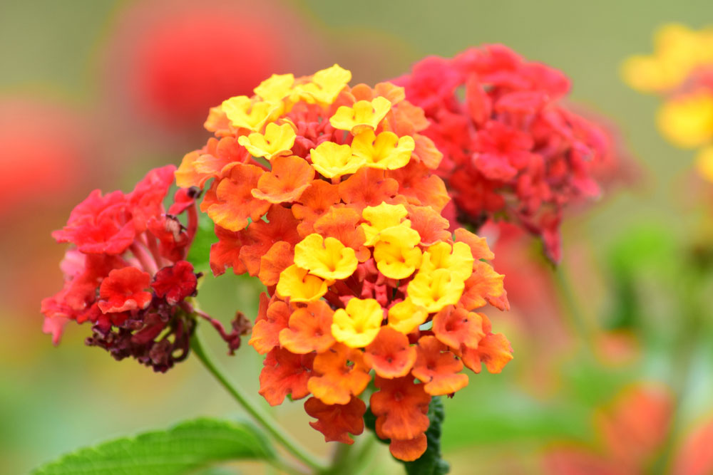 Lantana