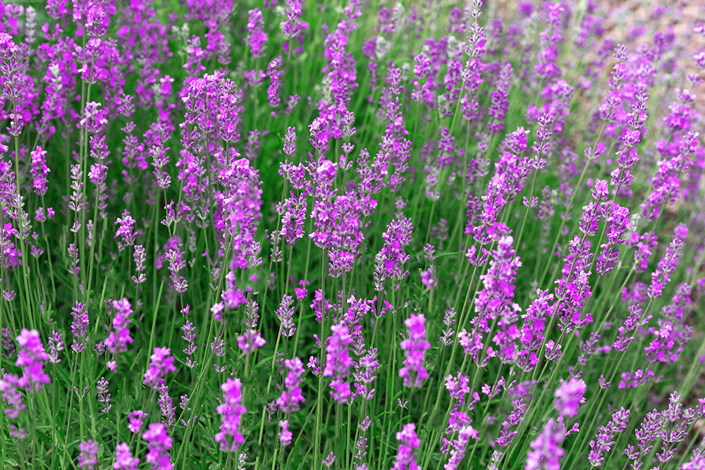 Lavandula 'Rosea'