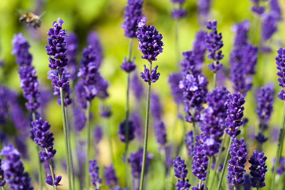 Lavandula 'Hidcote Blue'