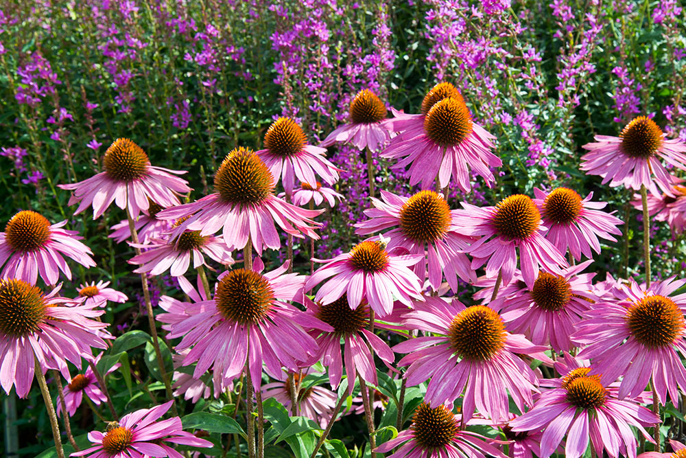 Echinacea