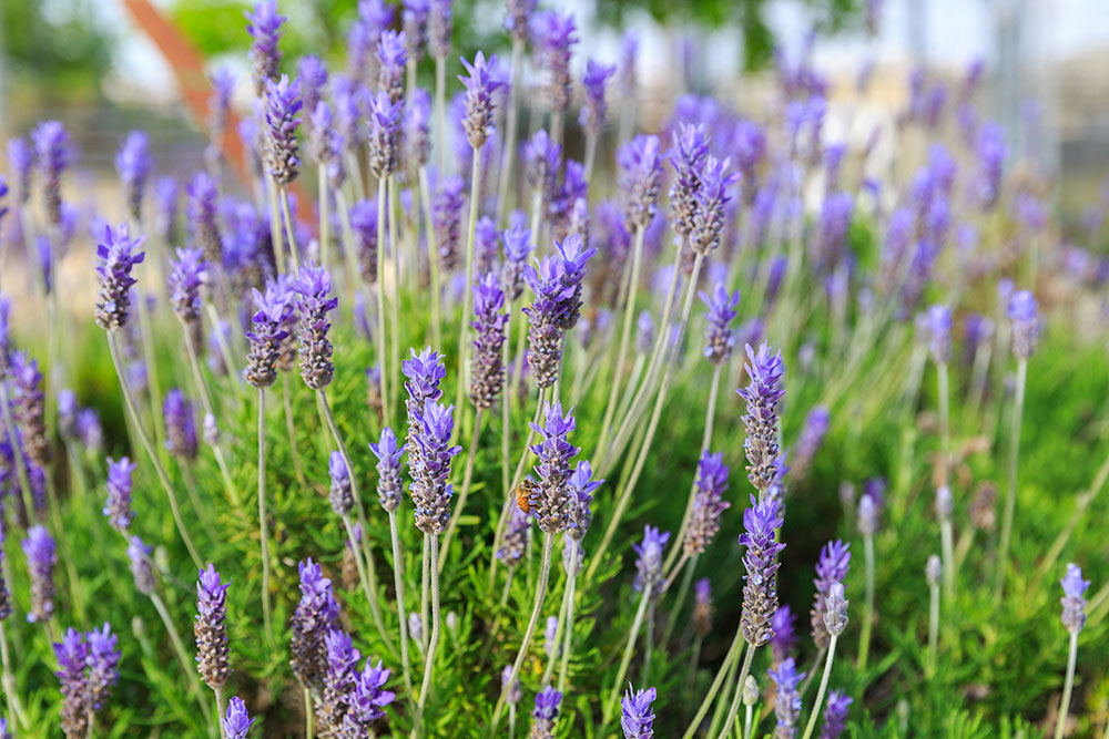 Lavandula dentata