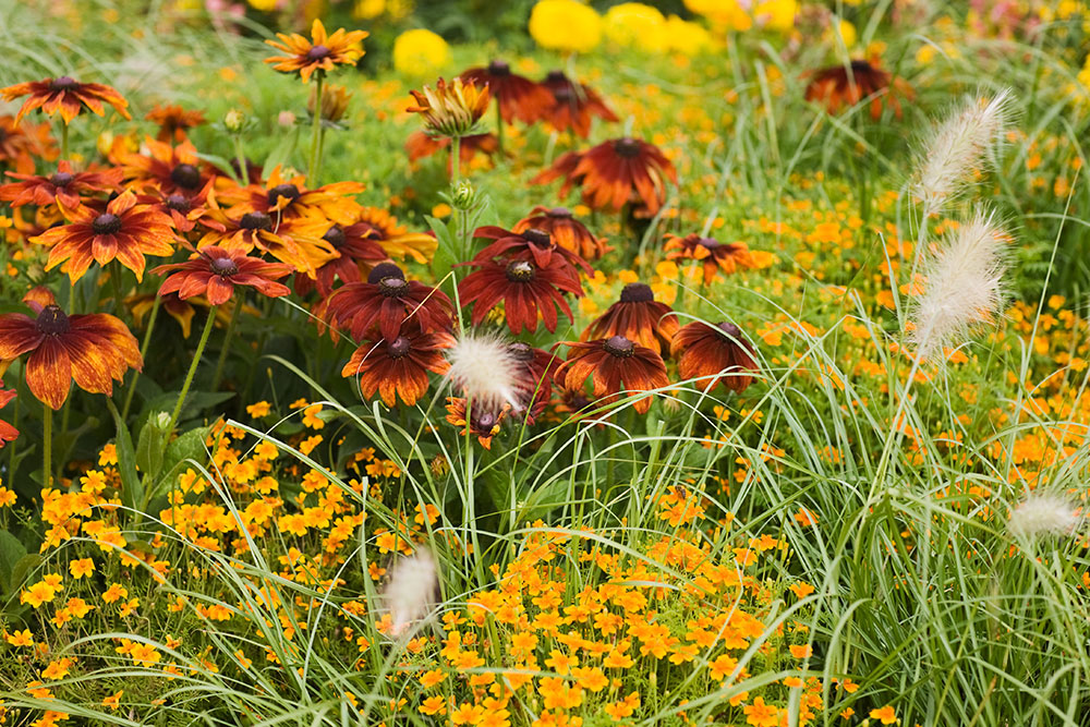 Rudbekie