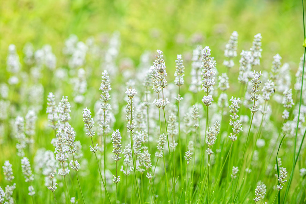 Lavandula 'Alba'