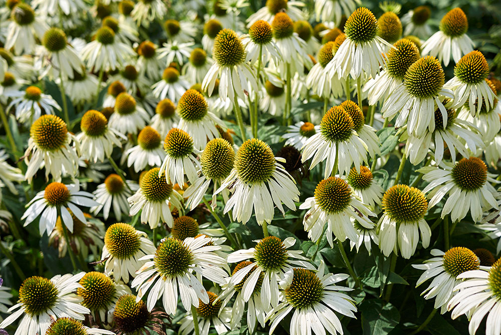 Echinacea purpurea Alba