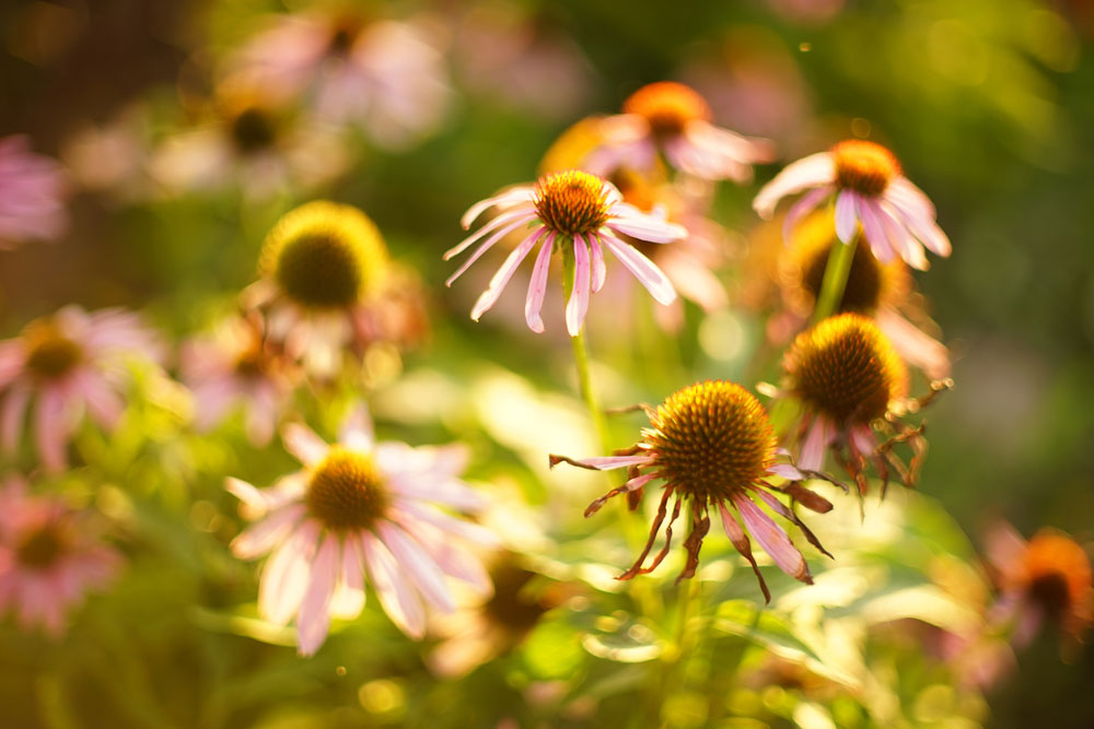 Echinacea: Priláka hmyz a rozžiari záhradu na dlhé týždne